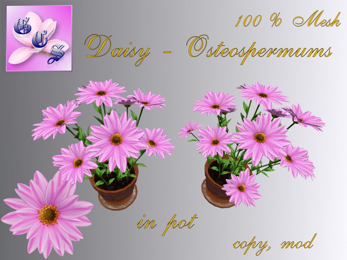 Daisy - Osteospermum  in pot, rose_001KK_10