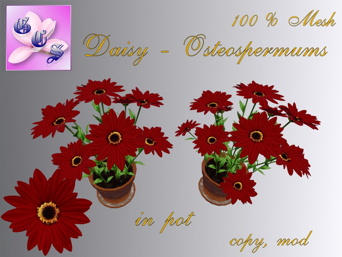 Daisy - Osteospermum  in pot, bordo_001KK_12