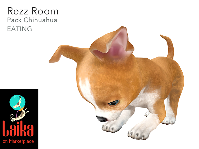 [Rezz Room] Pack Chihuahua Eating