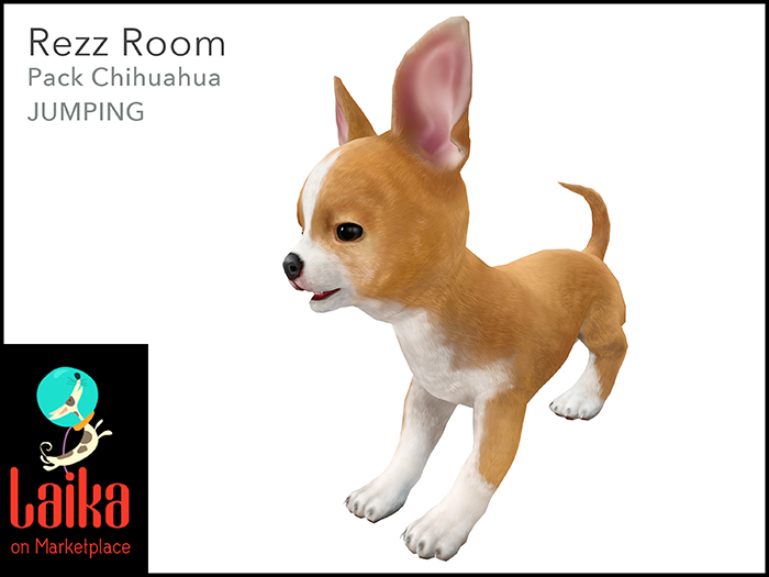 [Rezz Room] Pack Chihuahua Jumping