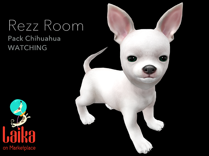 [Rezz Room] Pack Chihuahua Watchout