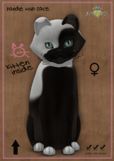 KittyCatS Box - Chateau Cat - Cocoa & White No. 1  (female)