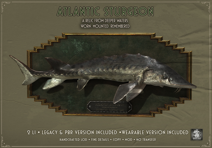 Dirty Rat - Atlantic Sturgeon Trophy