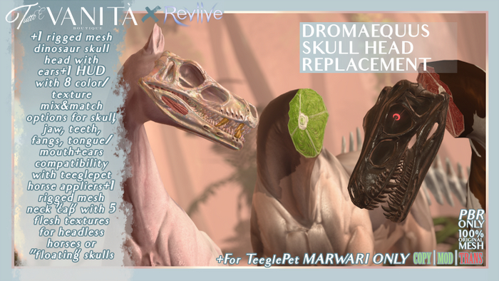 Dromaequus Skull [MARWARI]