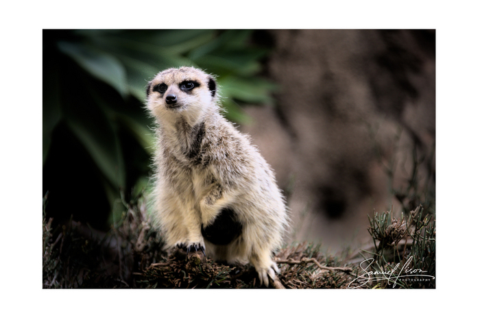 Samuel Lison - Sentinel [Photo Frame]