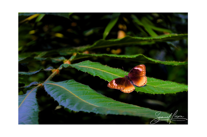 Samuel Lison - Leaf Lounge [Photo Frame]