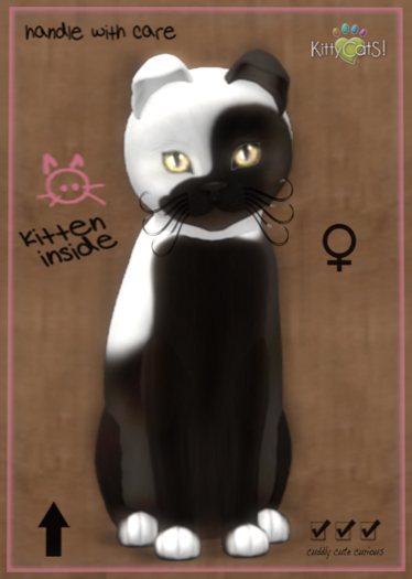 KittyCatS Box - Chateau Cat - Cocoa & White No. 1  9T (female)