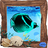(7S) Rare Fish: Shift Raccoon Fish