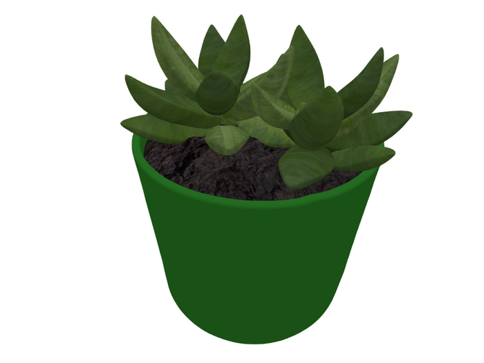 Succulent plant 2