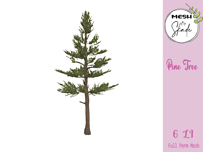 MBS - Pine Tree 