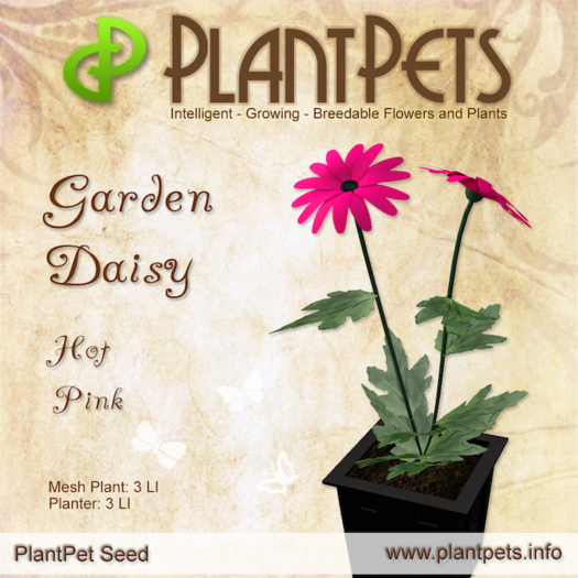 PlantPet Seed [Garden Daisy *Hot Pink*] Rare