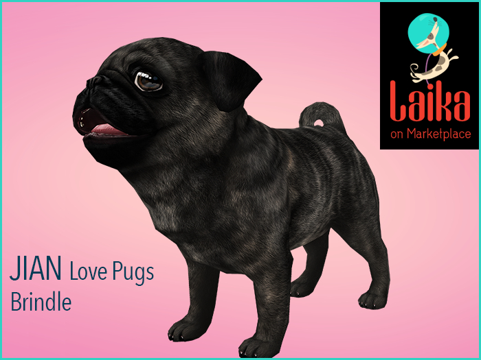 JIAN Love Pugs 14. Wanderer Brindle