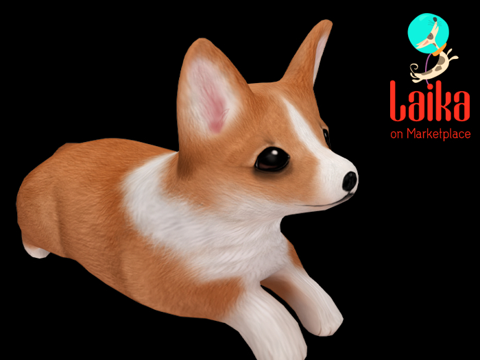 +Half-Deer+ Corgi Puppy - Zoomies