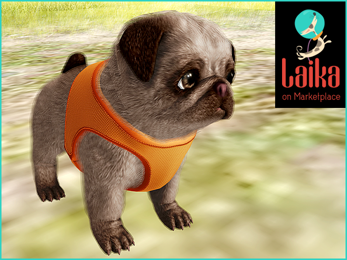 SEmotion Libellune Puppy Pug Companion COMMON 10