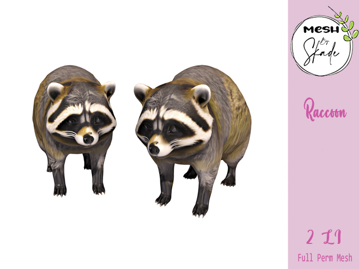 MBS - Raccoon 