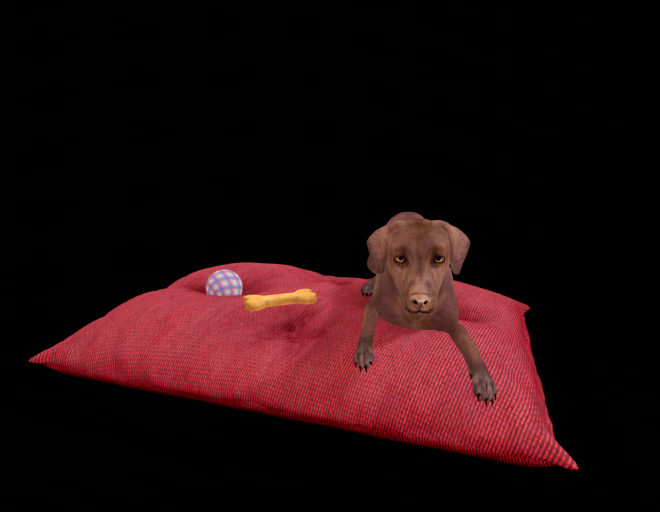Animated Chocolate Labrador sits and lays