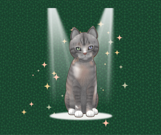 KittyCatS Box - 9T M European Shorthair Tuscan Terra Odyssey Tusc