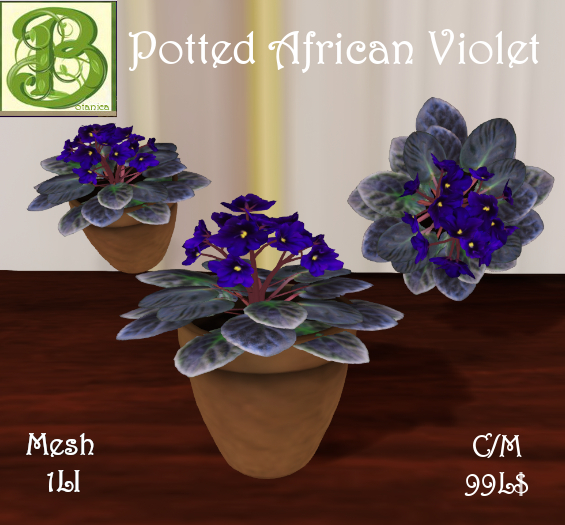 Potted African Violet, 1LI