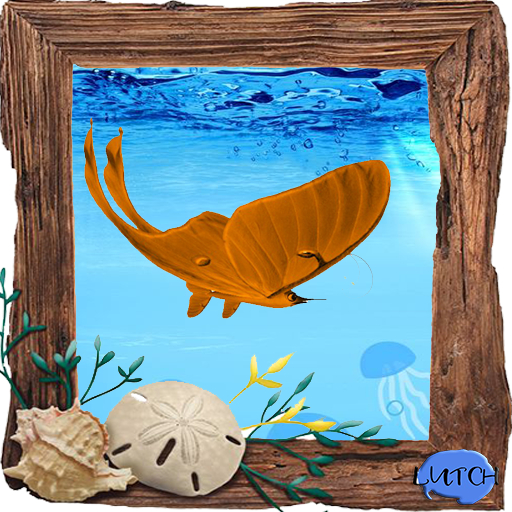 (7S) Rare Fish: Butterflyfish Shift