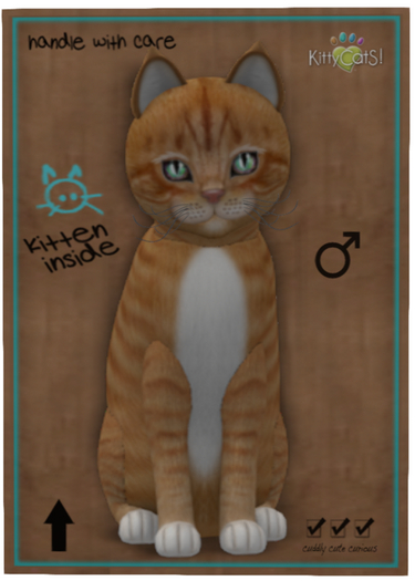 KittyCatS Box - New Born Kitten