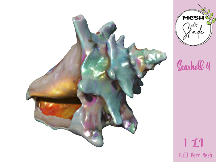 MBS - Seashell 4 