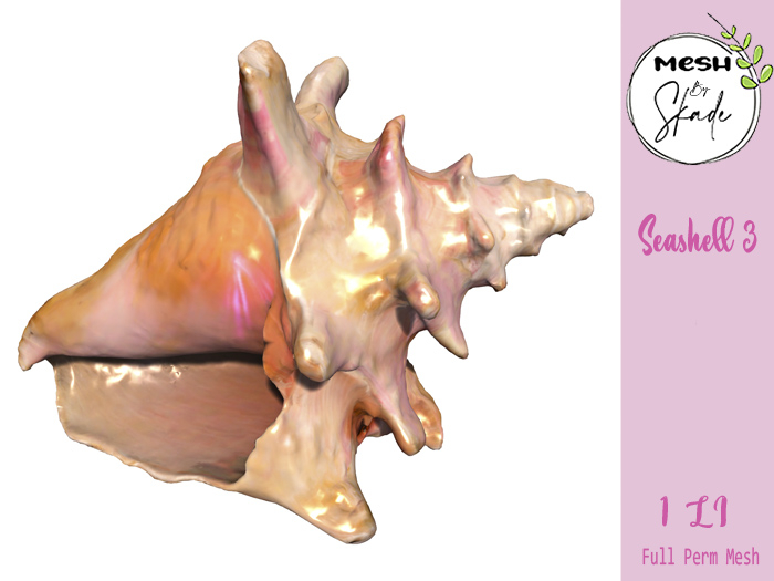 MBS - Seashell 3