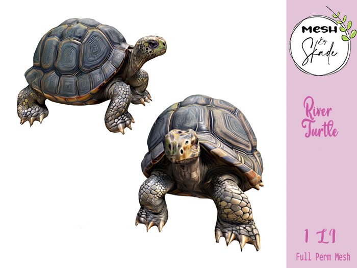 MBS - River Turtle