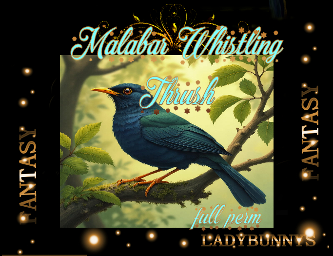Bunny's Sounds-Malabar Whistling Thrush Sound full perm sounds