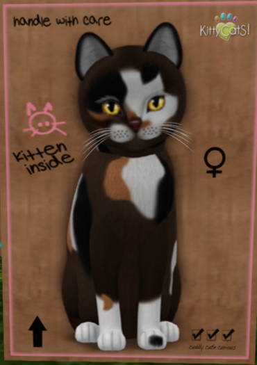 KittyCatS Box - New Born Kitten