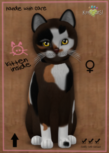 KittyCatS Box - New Born Kitten