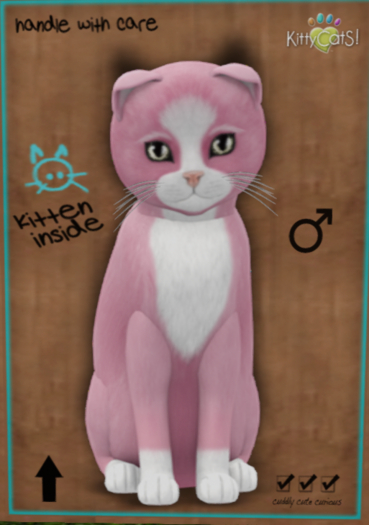 KittyCatS Box - New Born Kitten