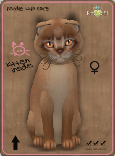KittyCatS Box - Abyssinian - Cinnamon Female
