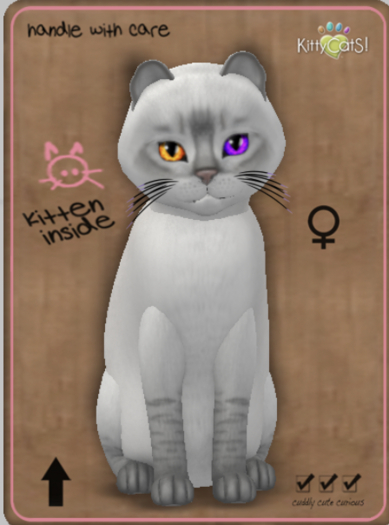 KittyCatS Box - Balinese - Lilac Lynx Female