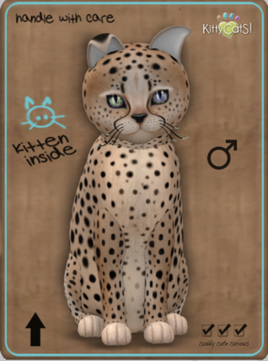 KittyCatS Box - Cheetah! - Au Natural Male