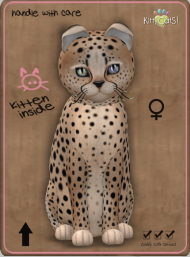 KittyCatS Box - Cheetah! - Au Natural Female