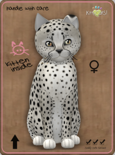 KittyCatS Box - Cheetah! - Maltese Black Chinchilla Female