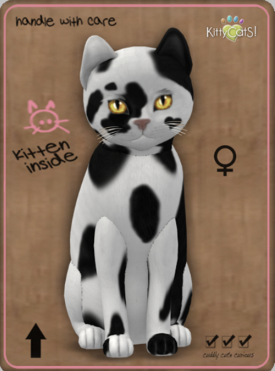 KittyCatS Box - NuMoo Female