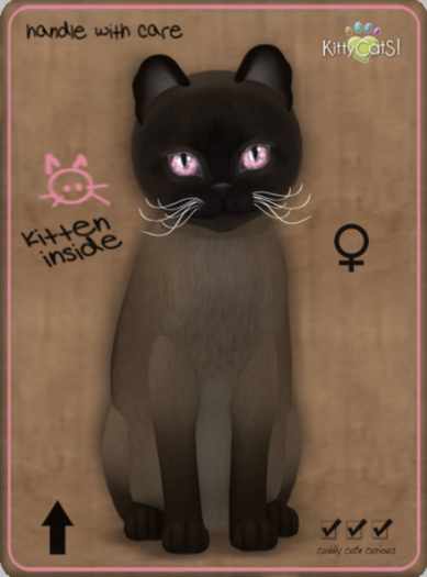 KittyCatS Box - Tonkinese - Natural Mink Female