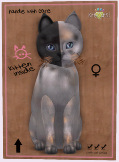 KittyCatS Box - 8T Chimera Washed Tortie F