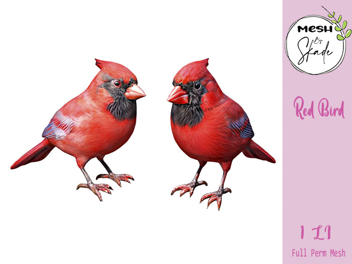 MBS - Red Bird 