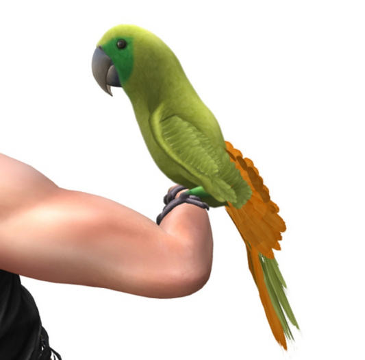 SEmotion Libellune Macaw Parrot Animesh COMMON 12