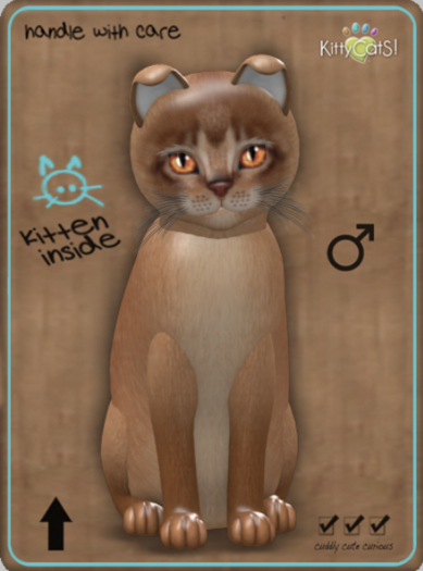 KittyCatS Box - Abyssinian - Cinnamon Male