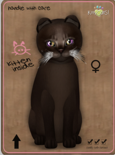 KittyCatS Box - Abyssinian - Dark Chocolate Female