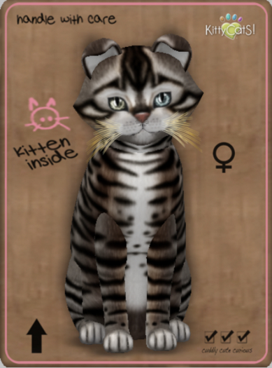 KittyCatS Box - Toyger - Tawny Female