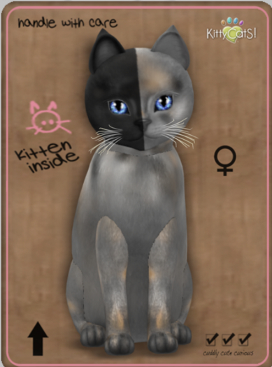 KittyCatS Box - Chimera - Washed Tortie Female