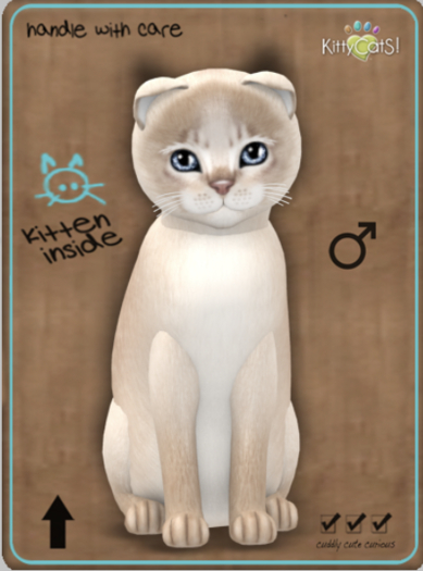KittyCatS Box - Abyssinian - Lilac Male