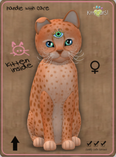 KittyCatS Box - Cheetah! - Tangerine No. 2 Female