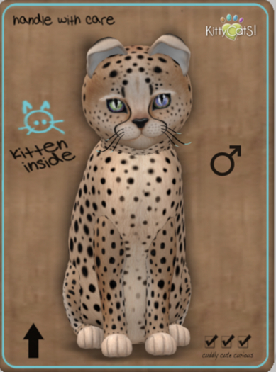 KittyCatS Box - Cheetah! - Au Natural Male