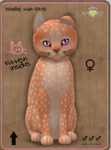 KittyCatS Box - Cheetah! - Tangerine Female