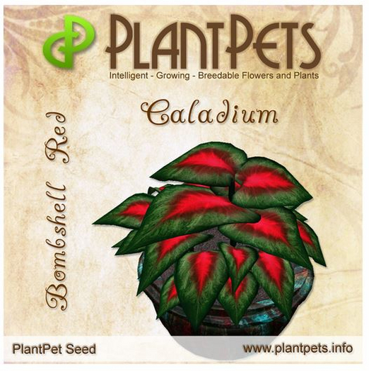 PlantPet Seed [Caladium *Bombshell Red*]